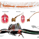 Reconstruction of Spinosaurus. Green shows new tail fossil, while other colors show previous fossil discoveries (note the scuba diver for scale!). Missing bones are shown in white. Top image shows the new tail fossil.